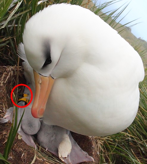 geolocator Intigeo albatross